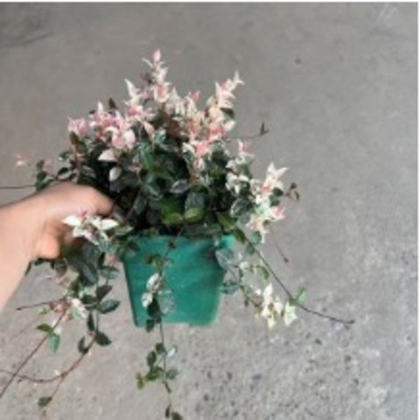 Хедера вариегатная д.15