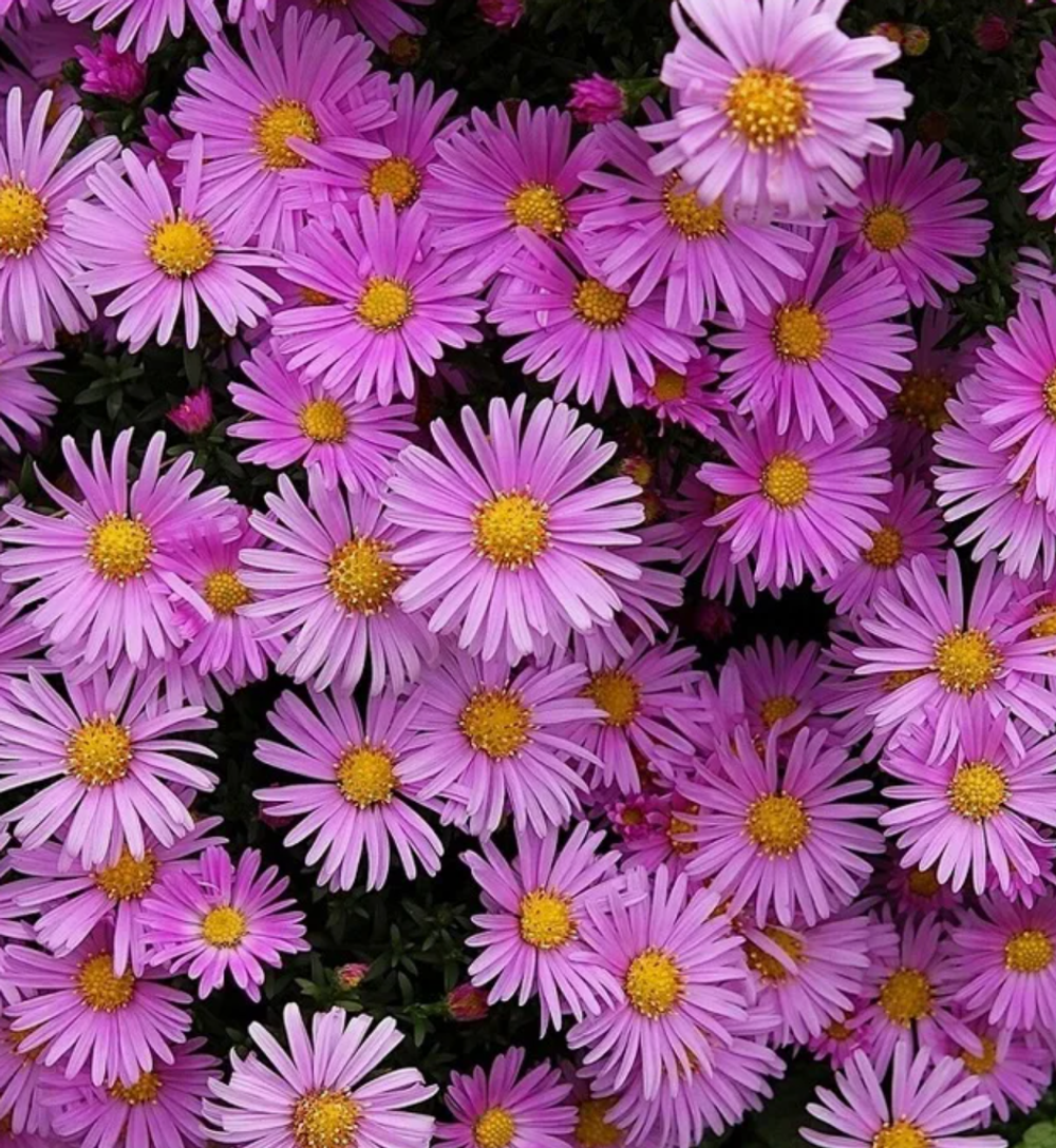 Астра альпийская Хеппи Энд в контейнере 0,5 май