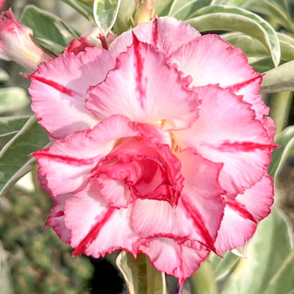 Адениум вариегатный WONDERFUL PINK