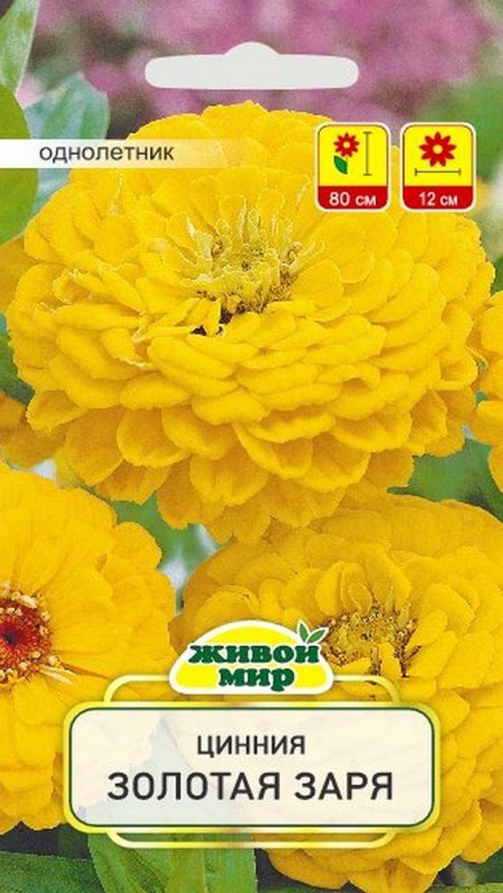 Цинния &quot;ЖМ. Зoлoтaя зapя&quot; 1г., Польша.