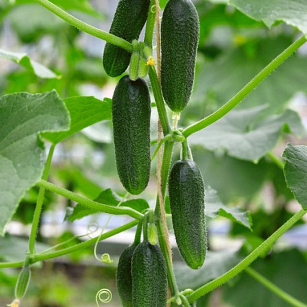 Огурец Бьерн F1 (50шт) Витагрин Профи