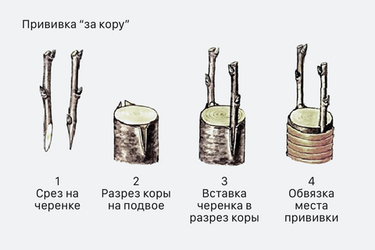 Прививка плодовых деревьев за кору в мае: обновляем сад без лишних затрат