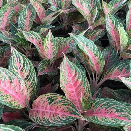 Аглаонема SAB MAHA NAKORN