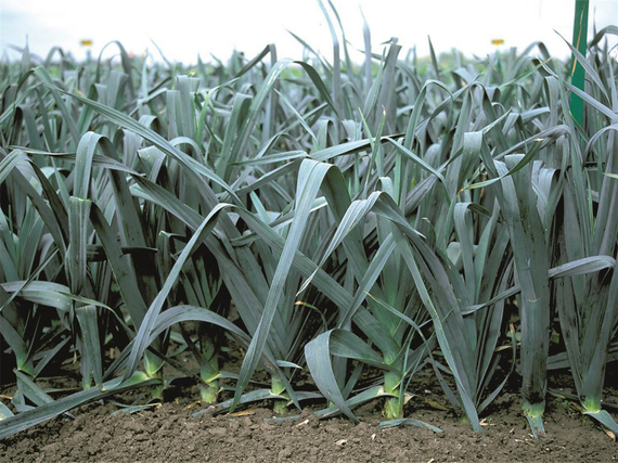 КОЛАМБУС семена лука порей Bejo характеристика – фото 2