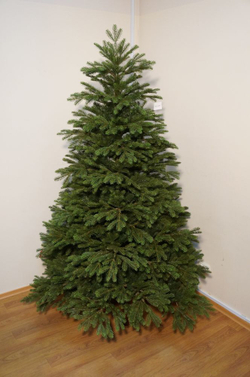 Ель 155 см Black Box Коттеджная Голландия вид