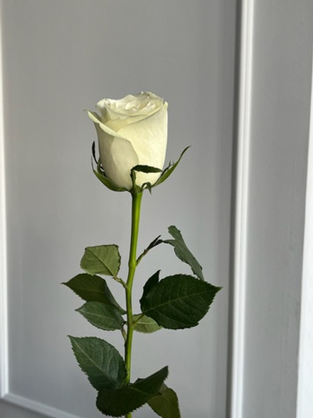 Роза белая (50см) АКЦИЯ