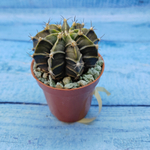 Gymnocalycium Friedrichii (Гимнокалициум)