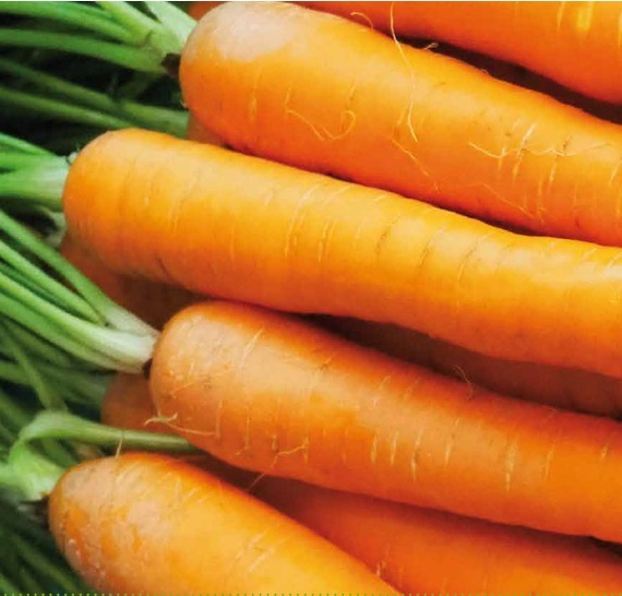 Карвора F1 семена моркови нантской (Seminis / Семинис) – фото 3