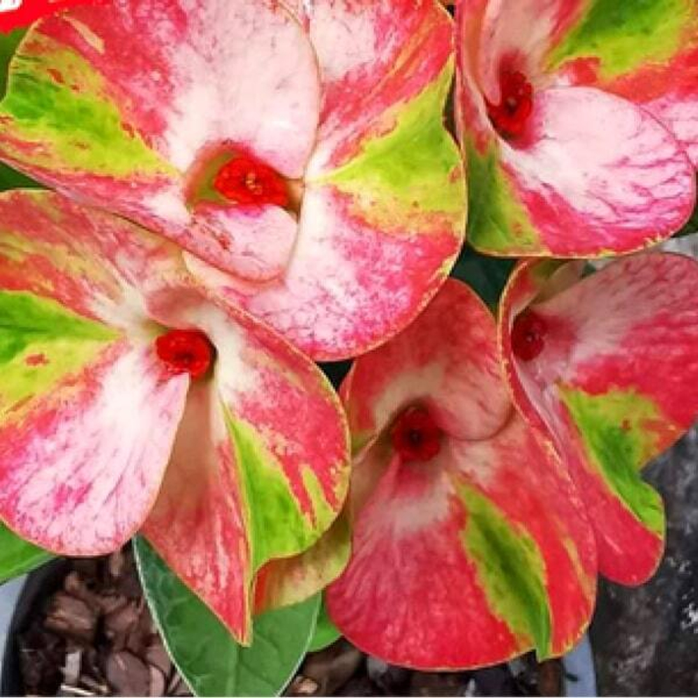 Эуфорбия Миля TRIPPLE KINGS