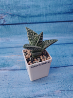 Aloe Variagata