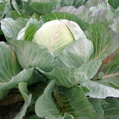 СЕЛЬМА F1 семена капусты белокочанной (Rijk Zwaan | Alexagro)