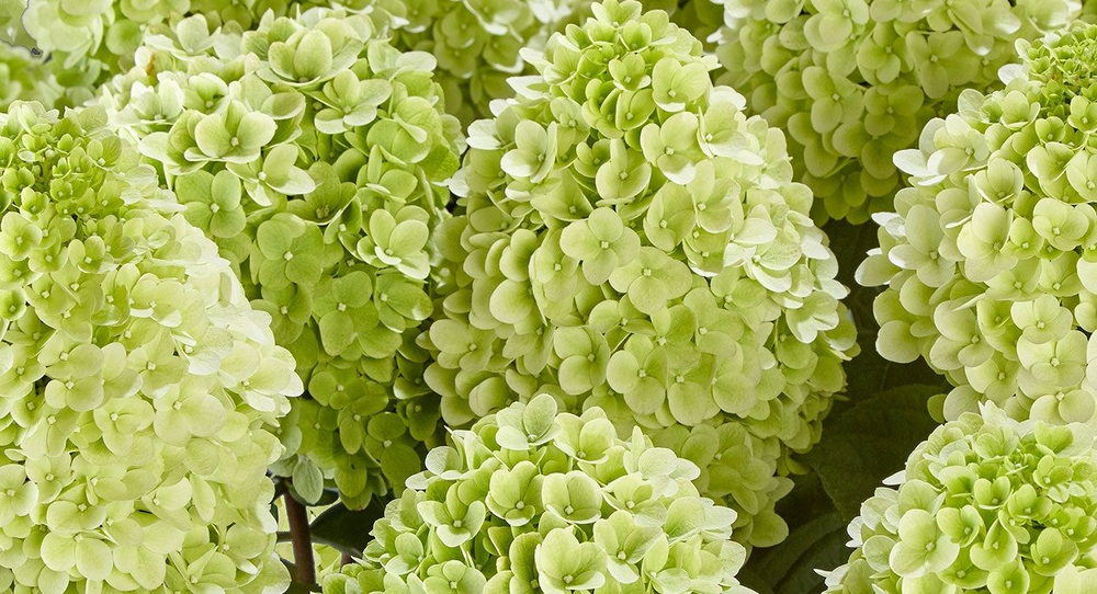 Гортензия метельчатая Панцетта (Hydrangea paniculata Pancetta)