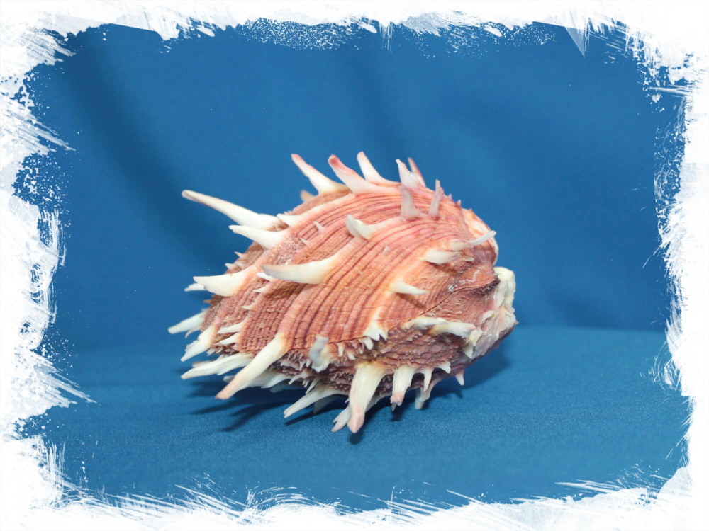 Спондилус Региус