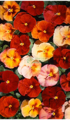 Фиалка Виттрока ACQUARELLE FLAMBE TERRACOTA SHАDES F1