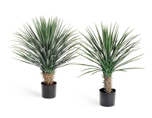 Юкка Рострата куст