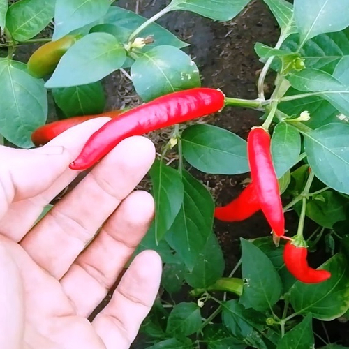 Перец Пепперони Итальянский Классический - Pepperoni Pepper