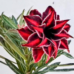 Адениум CANDRAMAYA