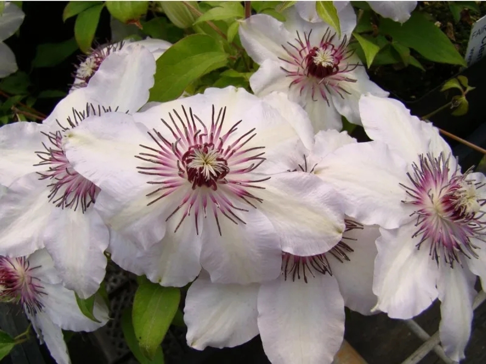 Клематис Fair Rosamond (Фэйр Розамунд)  Стандарт поставки Р9