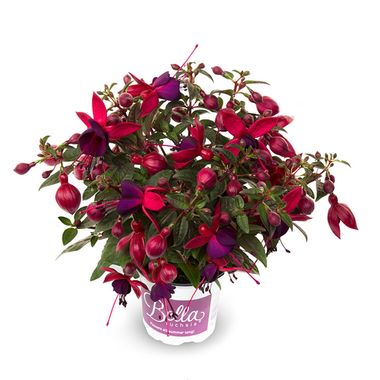 3507 Фуксия BELLA FUCHSIA SOILA