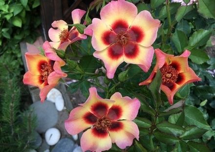 Фэнси Бэбилон айс