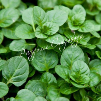 Мята перечная (Citrata)
