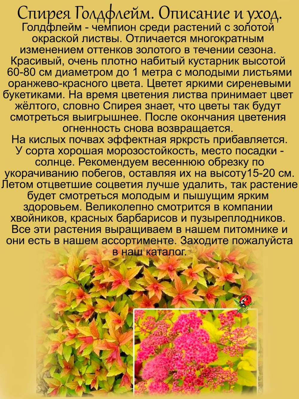 Спирея японская Голдфлейм золотая