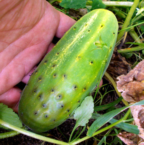 Огурцы Император Александр  - Kaiser Alexander