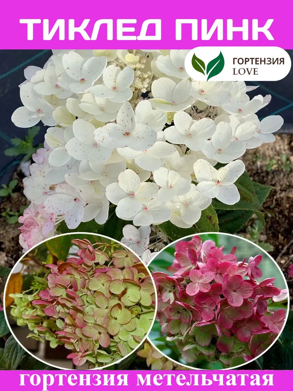 Тиклед Пинк гортензия метельчатая