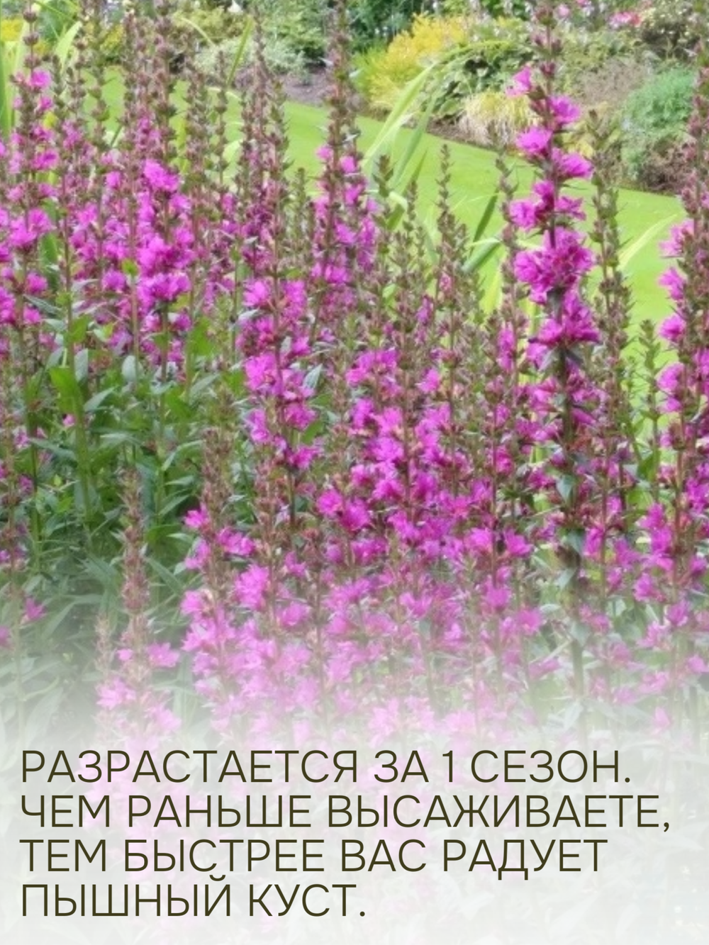 Растение многолетнее набор из 4 шт