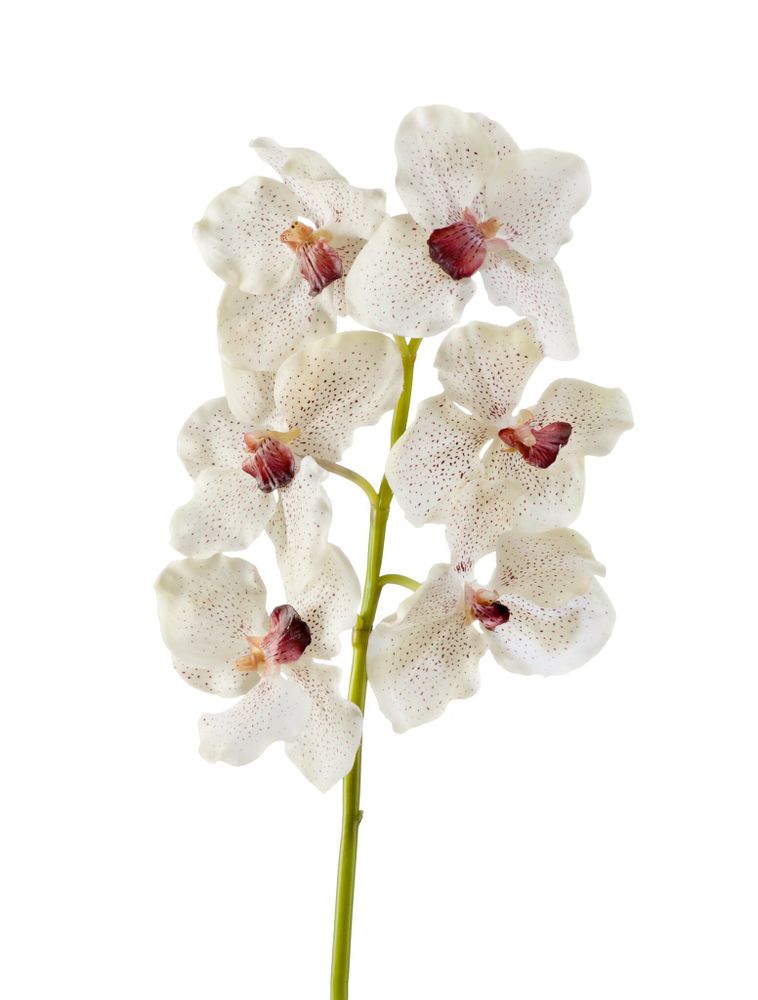 Орхидея Ванда крем с крапинами бордо, в-56 см