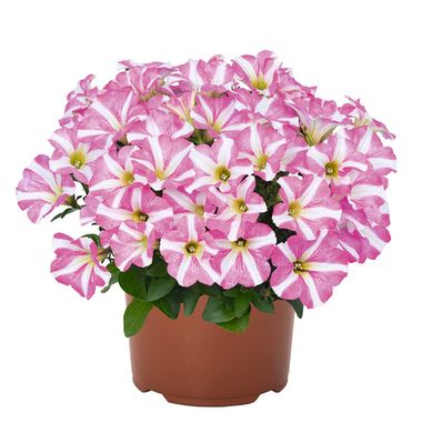 32324 ПЕТУНИЯ PEPPY ROSE