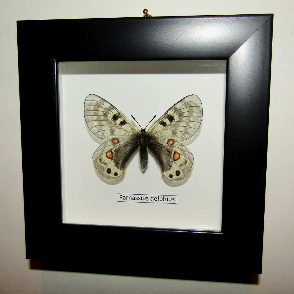Бабочка Parnassius delphius в рамке