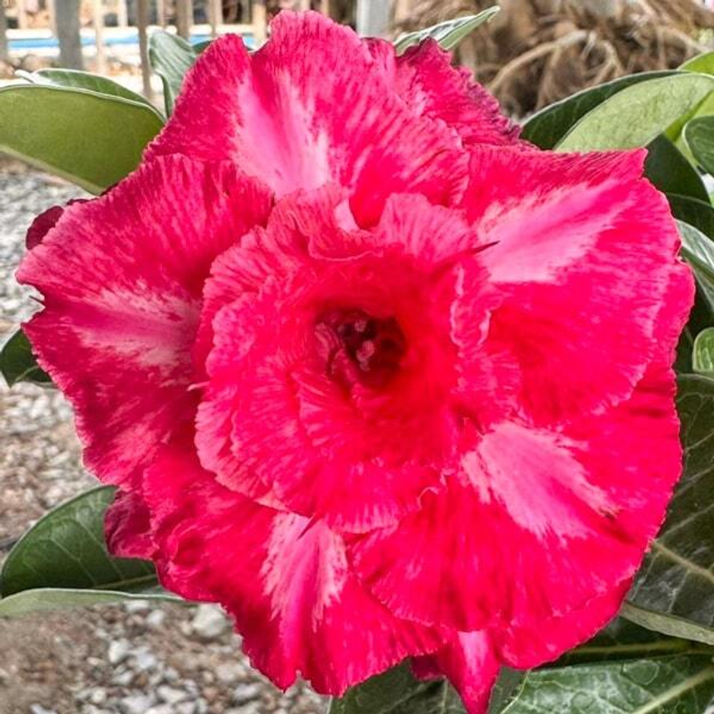 Адениум обесум ROSE