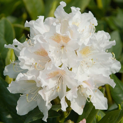 Рододендрон Cunningham's White