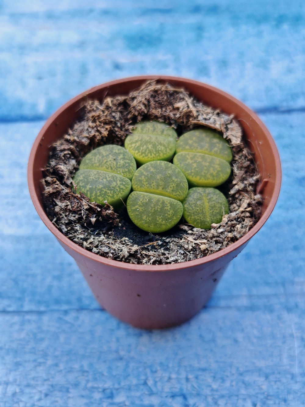Lithops sp. (Литопсы)