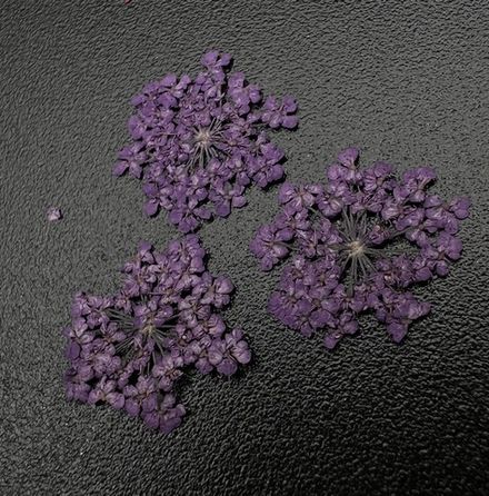 Zoo nail Сухоцветы Любимые цветочки, 1684