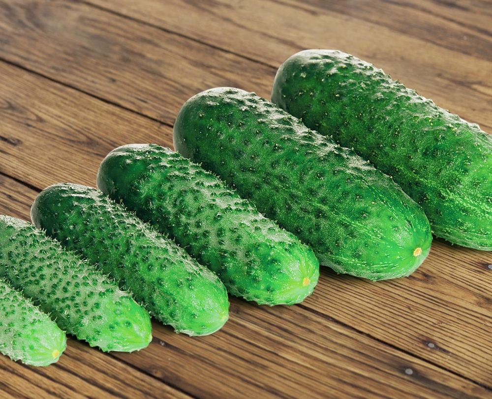 Огурец Лист F1 (50шт) Витагрин Профи