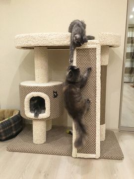 Домик для кошки КУН-1 (мейн-кун)