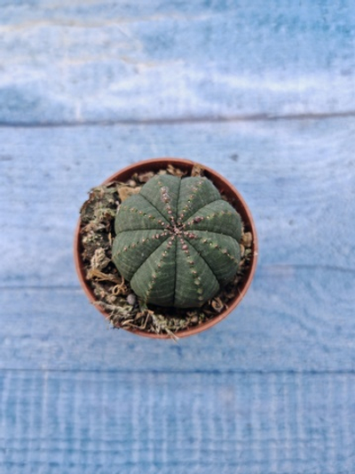 Euphoria Obesa (Эуфорбия)