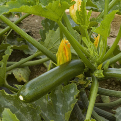 АССО F1 семена кабачка (Syngenta | Alexagro)