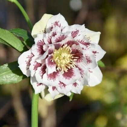Морозник восточный Дабл Эллен Уайт Споттед