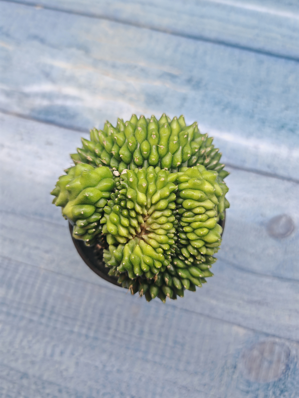 Gymnocalycium Spineless Crested form (Гимнокалициум Кристатный)