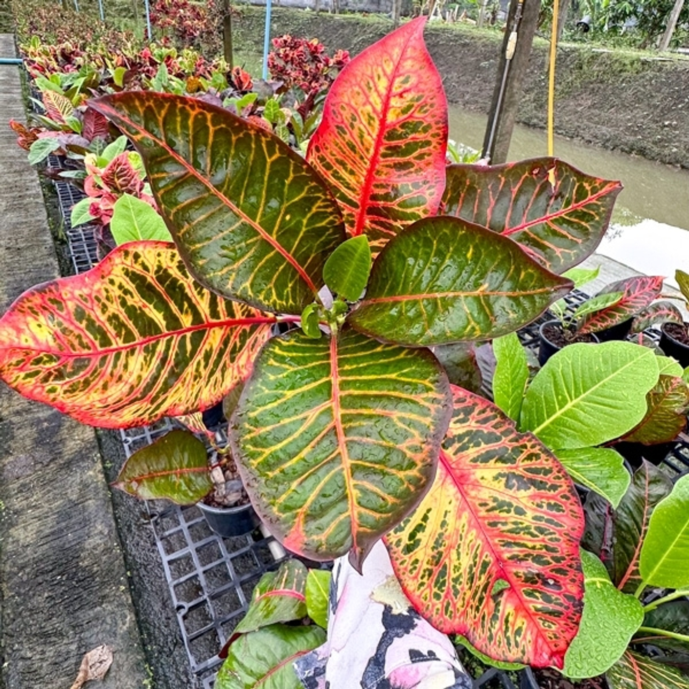 Рекомендации по предзаказу КРОТОНЫ ИНДОНЕЗИЯ