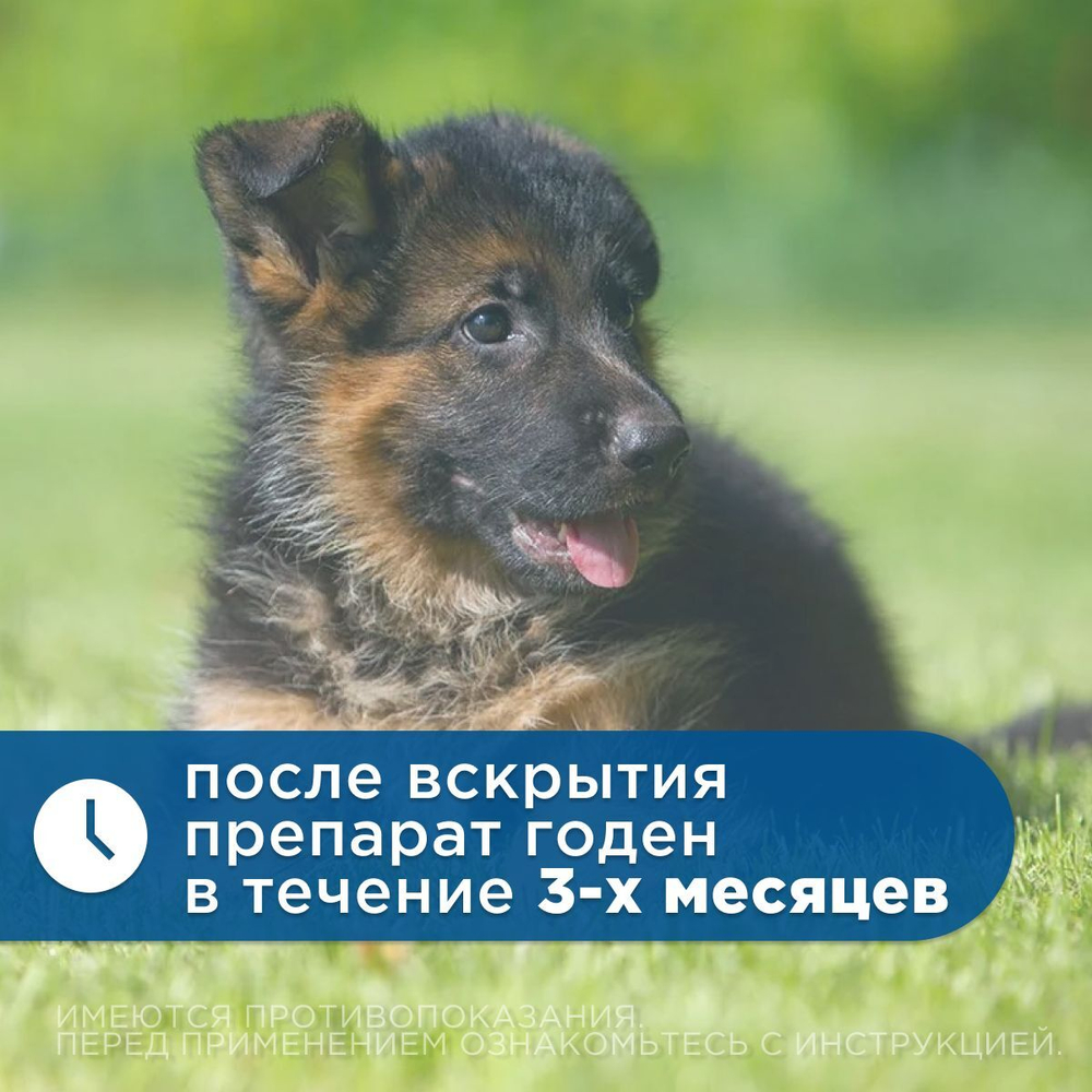 Ушные капли для лечения отита бактериальной и грибковой этиологии с обезболивающим и противозудным эффектом для собак Отоксолан (KRKA),10мл Марбофлоксацин/Клотримазол/Дексаметазон
