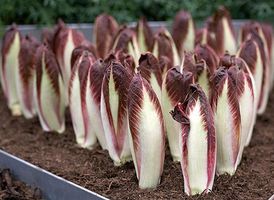 Цикорий семена BIO, 100г (Италия)