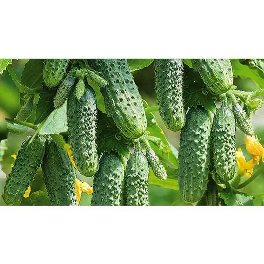 Огурец Герман (250шт) Маринда/Seminis