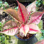 Аглаонема RED ARROWS