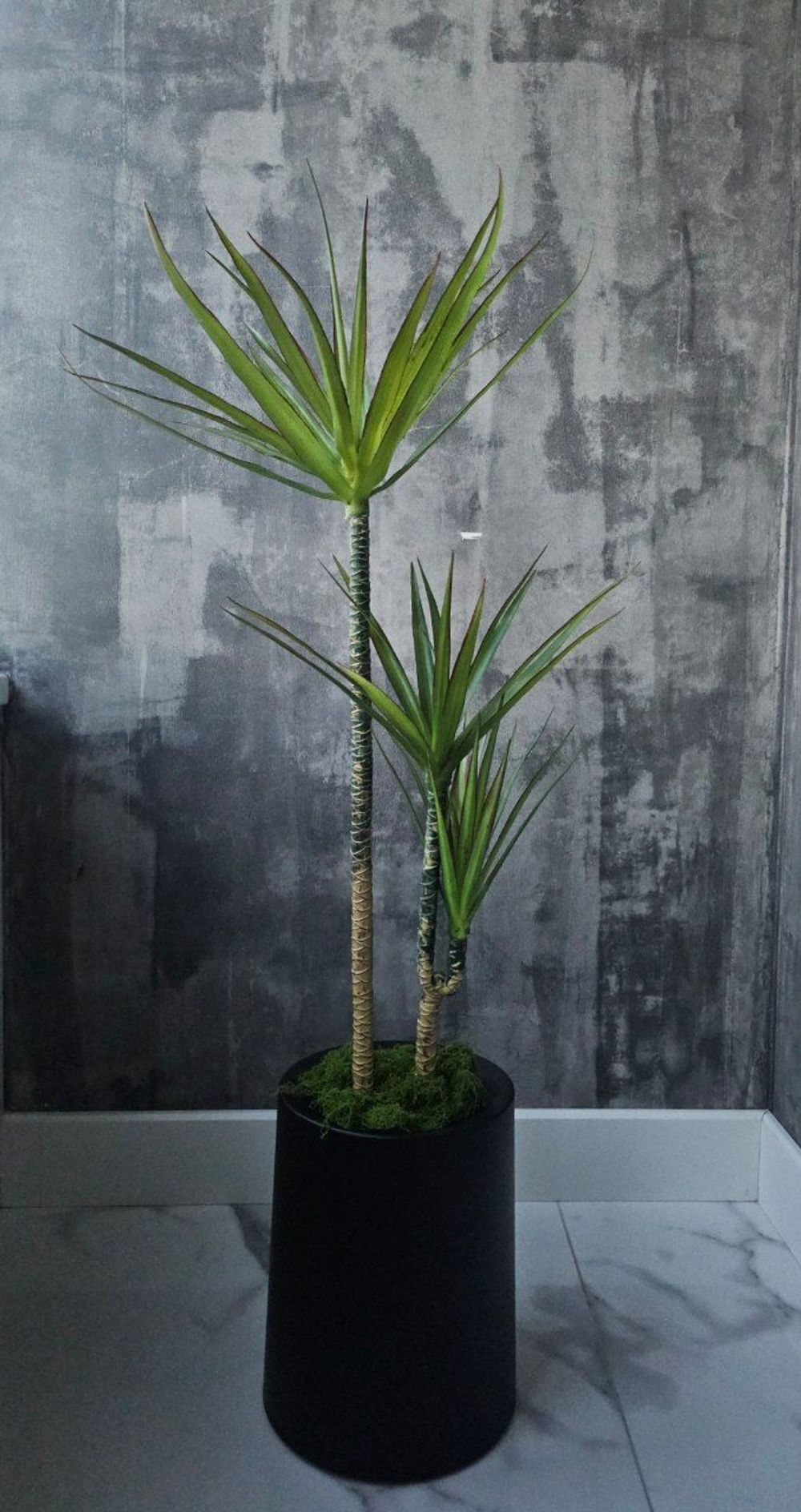 Драцена комплект