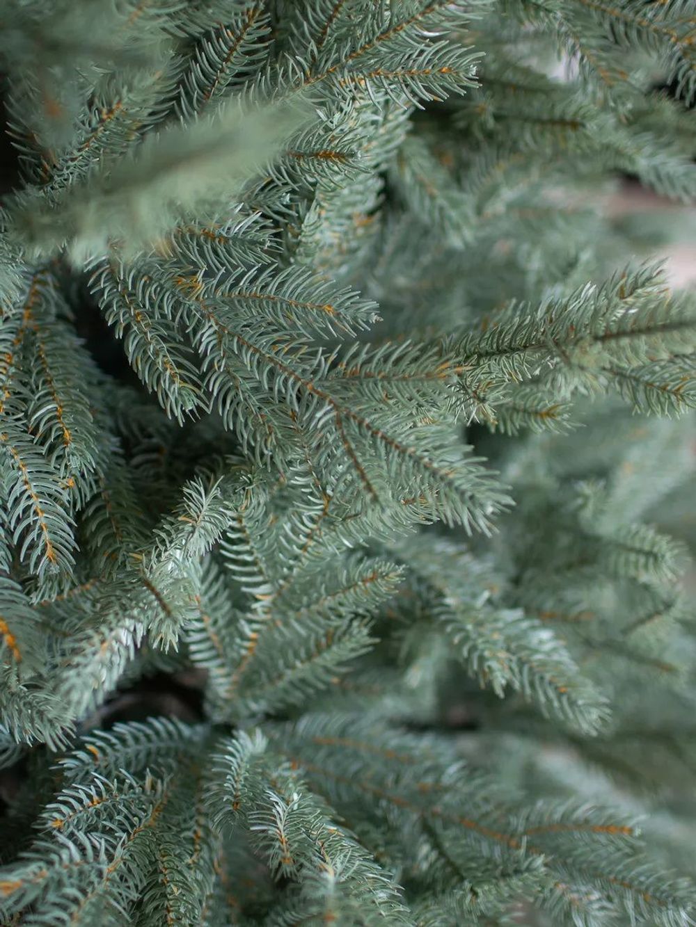 Ель искусственная голубая «Марселло» (Литая хвоя) 210 см / 2.1 м