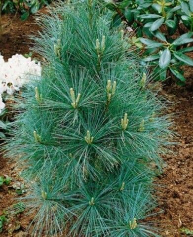 Сосна веймутовая Денса Хилл